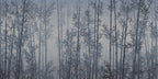 Blue Bamboo Forest Wallpaper : Misty Grove Mural - View 2