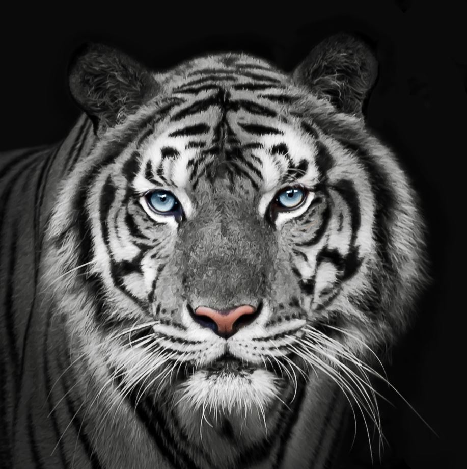 Tiger Wallpaper : Black and White Blue-Eyed Tiger Mural - View 2