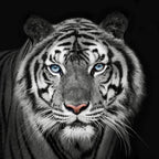 Tiger Wallpaper : Black and White Blue-Eyed Tiger Mural - View 2