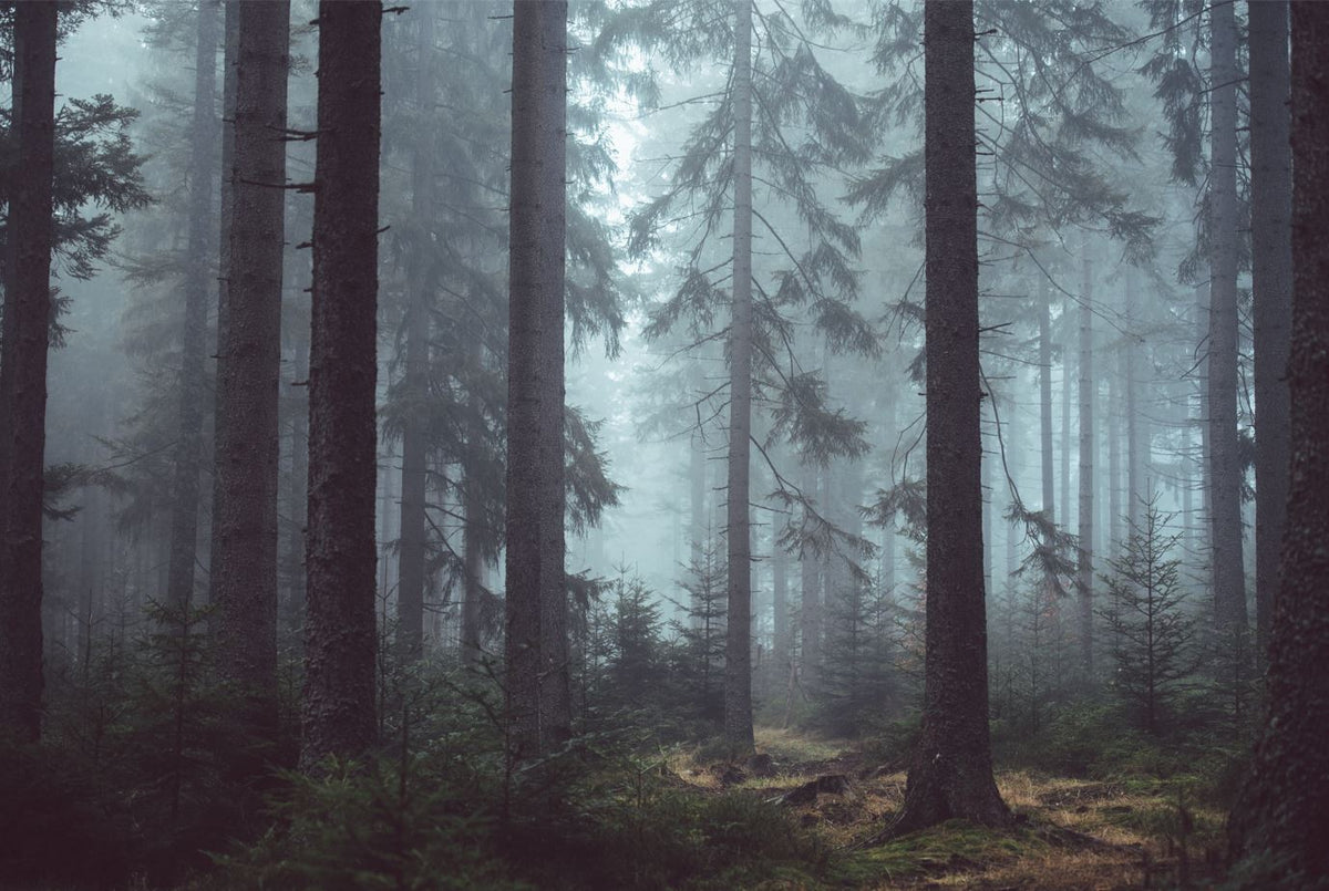 Dark Forest Wallpaper : Misty Pine Woods Mural - View 2
