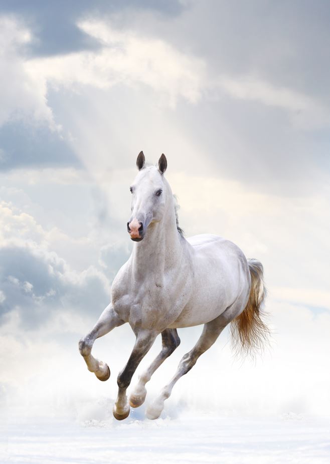 White Horse Wallpaper : Galloping Stallion in Clouds Mural - View 2