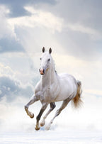 White Horse Wallpaper : Galloping Stallion in Clouds Mural - View 2