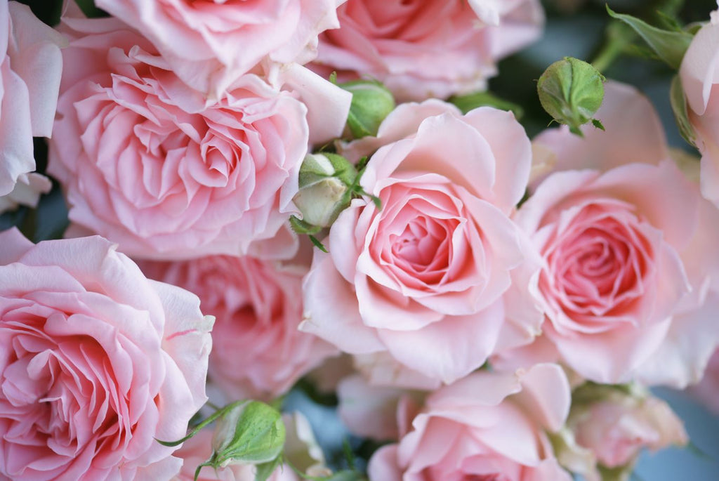 Pink Rose Wallpaper : 3D Realistic Rose Bouquet Mural - View 2