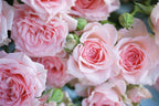 Pink Rose Wallpaper : 3D Realistic Rose Bouquet Mural - View 2
