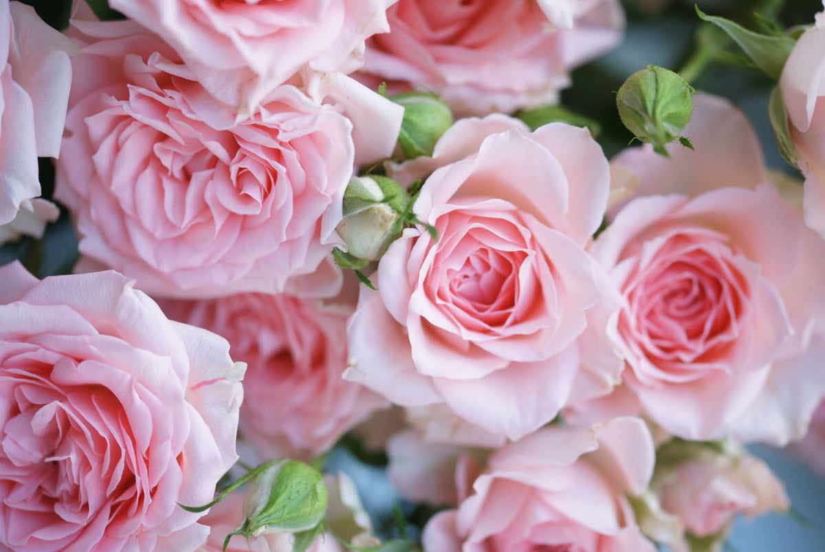 Pink Rose Wallpaper : 3D Realistic Rose Bouquet Mural - View 2