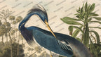 Blue Heron Wallpaper : Vintage Louisiana Bird Botanical Mural - flat design