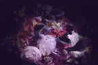 Lilac Peony Wallpaper : Oversized Purple Bloom Mural - View 2