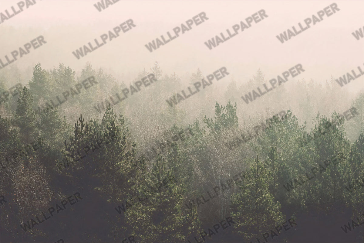 Misty Pine Forest Wallpaper : Foggy Evergreen Landscape Mural - View 2