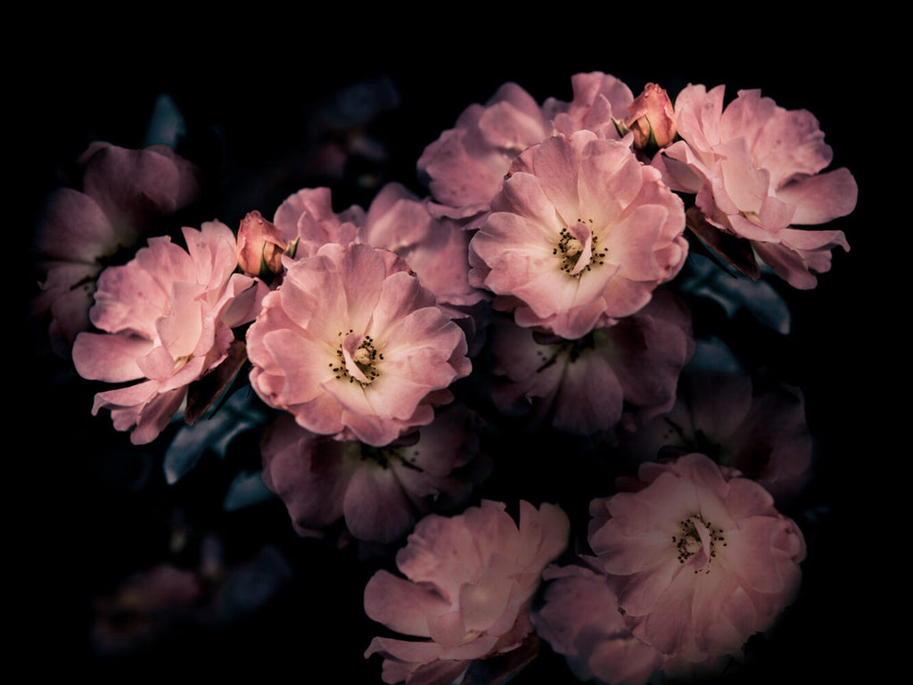 Dark Pink Blossom Wallpaper : Moody Wild Rose Mural - View 2