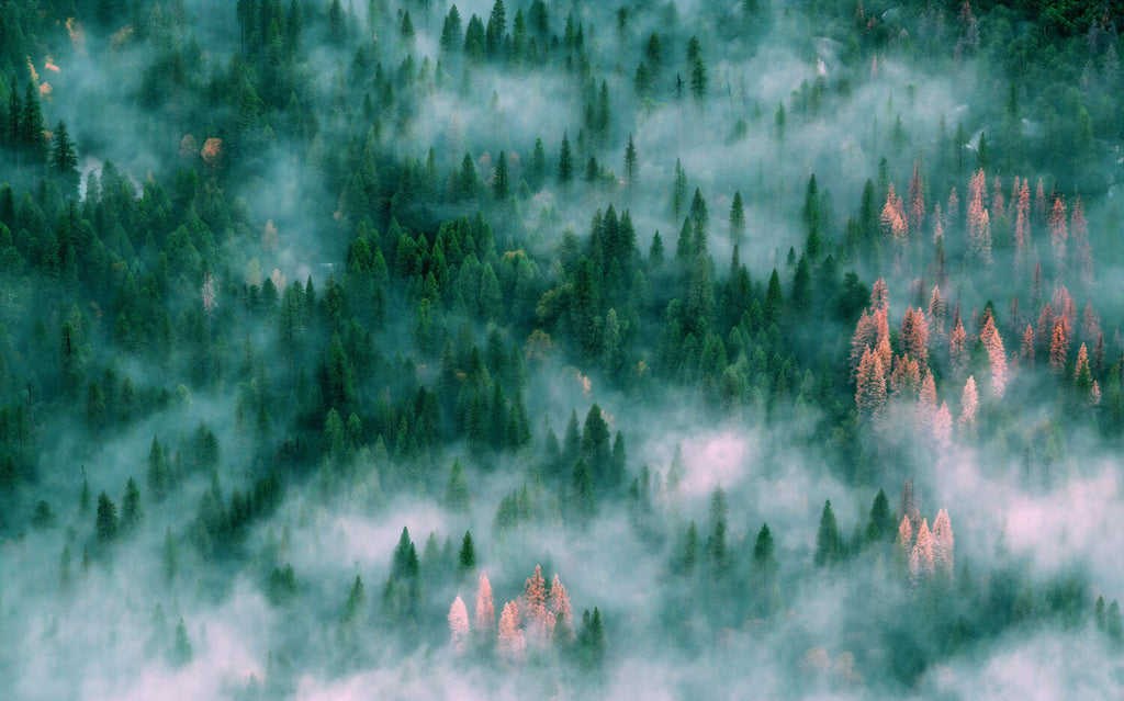 Foggy Pine Forest Wallpaper : Aerial Evergreen Mist Mural - View 2