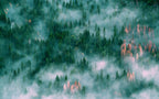 Foggy Pine Forest Wallpaper : Aerial Evergreen Mist Mural - View 2