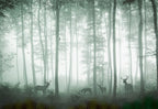 Misty Green Forest Wallpaper : Tall Trees In Fog Mural - View 2