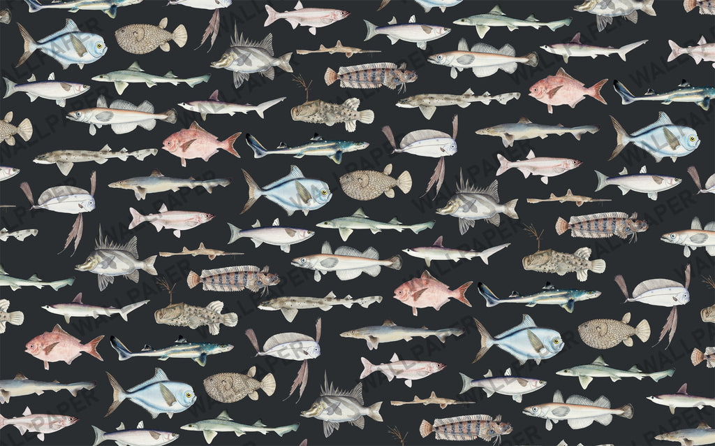 Vintage Fish Species Wallpaper : Sea Life Illustration Mural - View 2