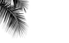 Palm Frond Wallpaper : Black and White Minimal Leaf Mural - flat design