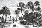 Black and White Palm Wallpaper : Vintage Engraved Beach Mural - flat design
