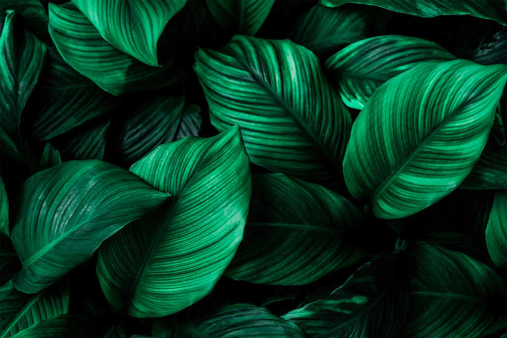 Emerald Leaf Wallpaper : Dark Green Tropical Foliage Mural - flat design