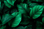 Emerald Leaf Wallpaper : Dark Green Tropical Foliage Mural - flat design