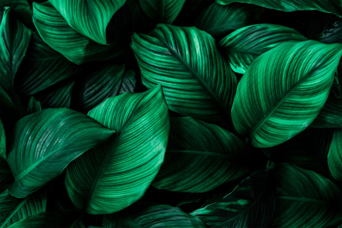 Emerald Leaf Wallpaper : Dark Green Tropical Foliage Mural - flat design