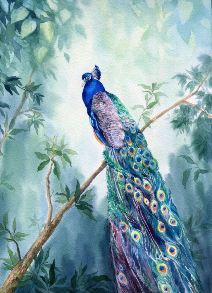 Watercolor Peacock Wallpaper : Peacock On Branch Mural - View 2