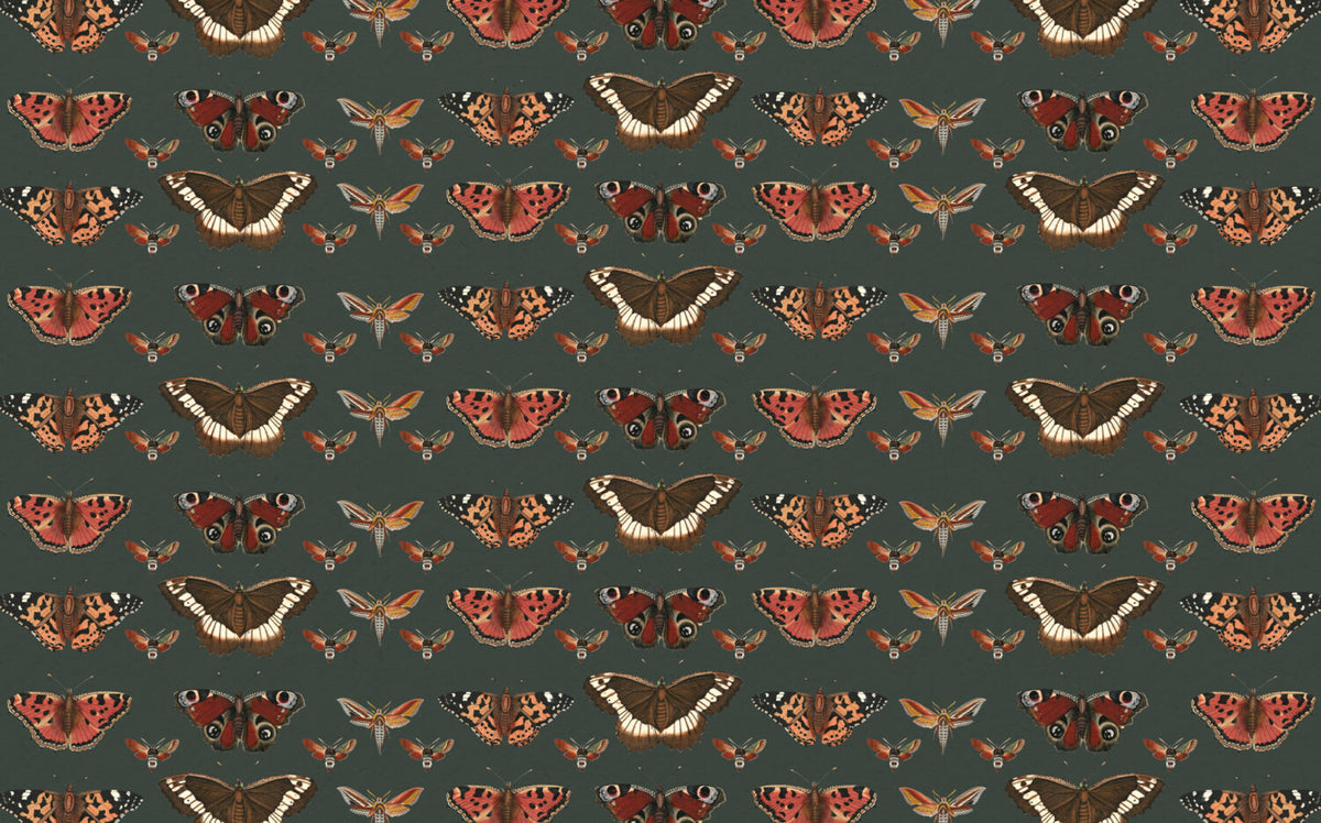 Vintage Butterfly Moth Wallpaper : Dark Green Specimen Pattern - flat design