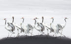 White Crane Wallpaper : Painted Red-Crowned Cranes Mural - View 2