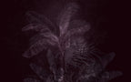 Plum Tropical Leaf Wallpaper : Dark Purple Palm Mural - View 2