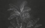 Charcoal Tropical Leaf Wallpaper : Dark Grey Palm Mural - View 2