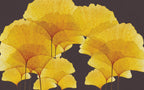 Golden Ginkgo Wallpaper : Yellow Leaves On Charcoal Mural - View 3