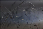 Soft Blossom Branches Mural – view 2