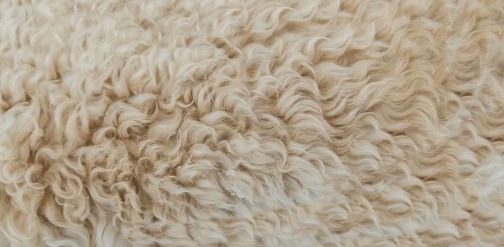 Sheepskin Texture Wallpaper : Cream Wool Fur Mural - flat design