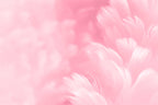 Pastel Feather Wallpaper : Soft Blue Abstract Mural - View 3