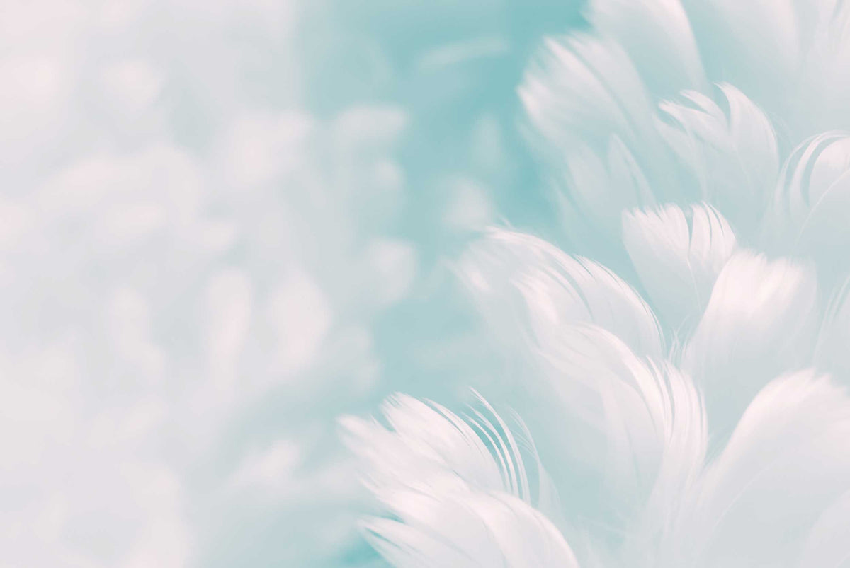 Pastel Feather Wallpaper : Soft Blue Abstract Mural - flat design