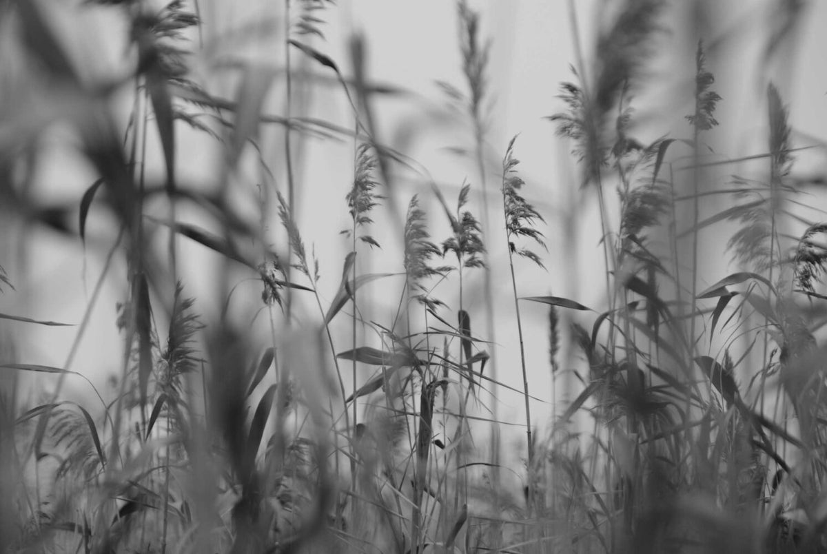 Monochrome Grass Wallpaper : Black and White Reed Mural - flat design