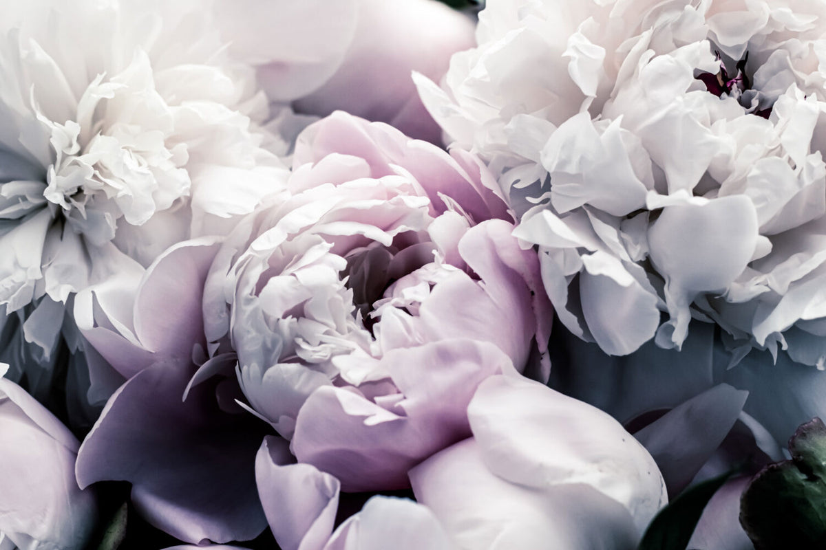 Purple Peony Wallpaper : Close-Up Lilac Flower Mural - flat design