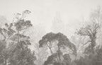 Grey Misty Trees Wallpaper : Soft Forest Silhouette Mural - flat design