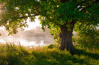 Lakeside Tree Wallpaper : Sunlit Green Oak Mural - View 2