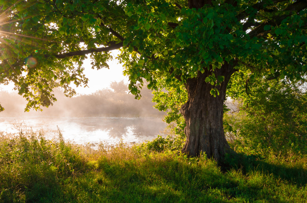 Lakeside Tree Wallpaper : Sunlit Green Oak Mural - View 2