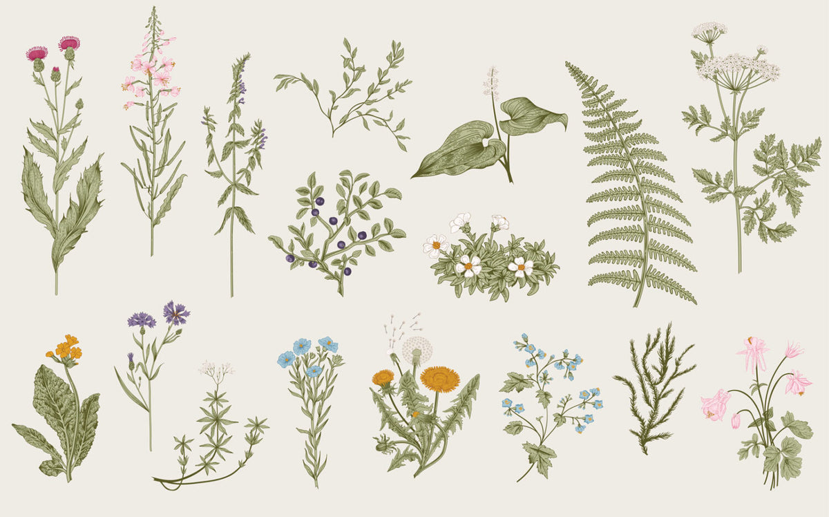Botanical Herbs Wallpaper : Minimalist Wildflower and Fern Chart Mural - flat design