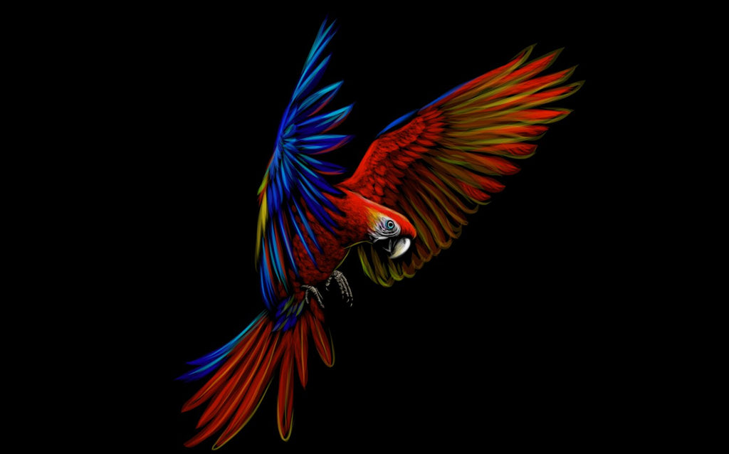 Red and Blue Macaw Wallpaper : Parrot in Flight on Black Mural - flat design