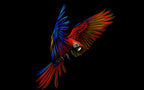 Red and Blue Macaw Wallpaper : Parrot in Flight on Black Mural - flat design
