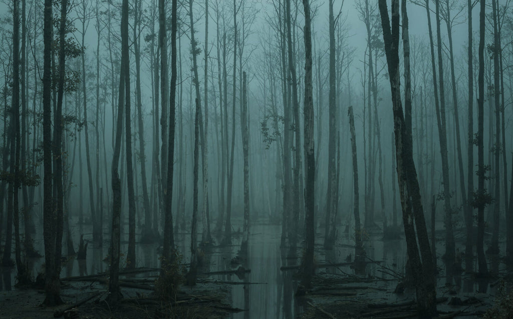Dark Misty Forest Wallpaper : Teal Swamp Woodland Mural - flat design