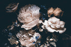 Black Peony Wallpaper : Dark Roses Floral Mural - View 2
