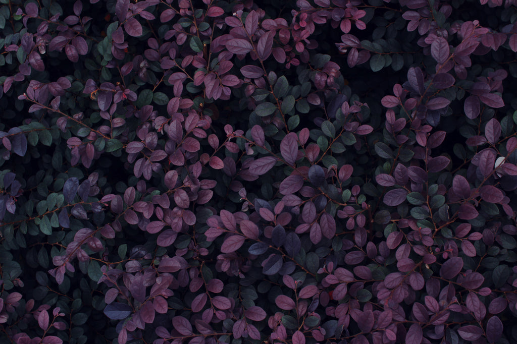 Dark Purple Foliage Wallpaper : Dense Leaf Wall Mural - flat design