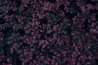 Dark Purple Foliage Wallpaper : Dense Leaf Wall Mural - flat design