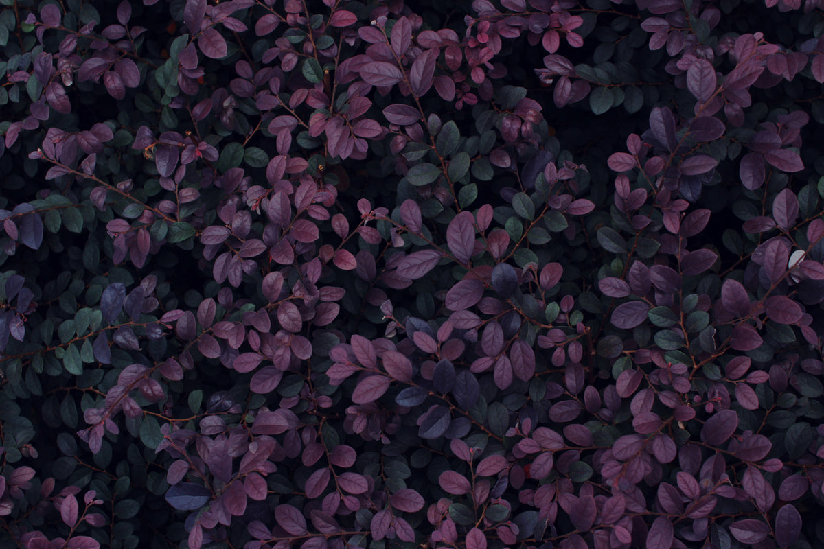 Dark Purple Foliage Wallpaper : Dense Leaf Wall Mural - flat design