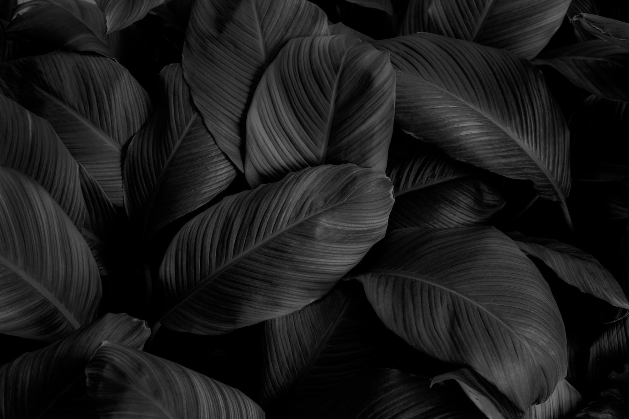 Textures of Natural Abstract Black Leaves for Tropical Leaf Wallpaper, Black and White Images Wall Mural, Home Decor, Peel and Stick