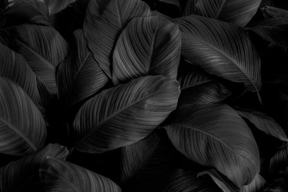 Textures of Natural Abstract Black Leaves for Tropical Leaf Wallpaper, Black and White Images Wall Mural, Home Decor, Peel and Stick