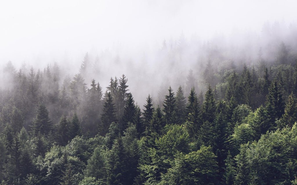 Foggy Forest Wallpaper: Misty Woodland Peel & Stick Wall Mural - View 2