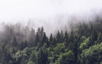 Foggy Forest Wallpaper: Misty Woodland Peel & Stick Wall Mural - View 2