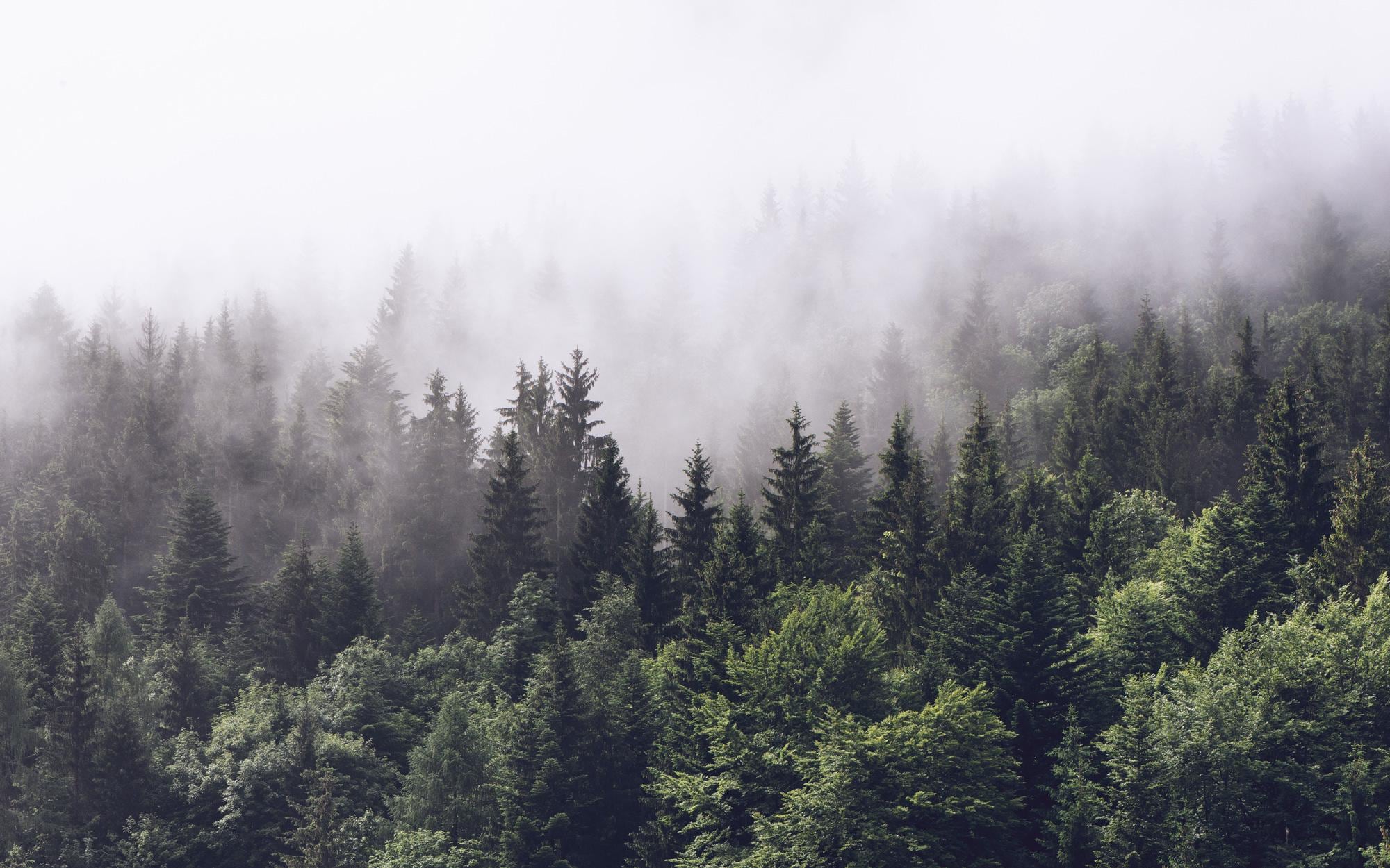 Foggy Forest Wallpaper: Misty Woodland Peel & Stick Wall Mural - View 2